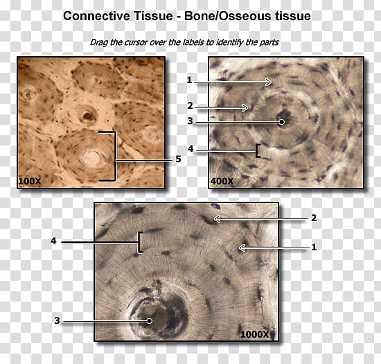 Dense connective tissue Bone Anatomy, Human bones transparent background PNG clipart