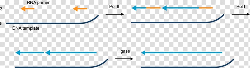 Transcription DNA replication Translation DNA polymerase, organism transparent background PNG clipart