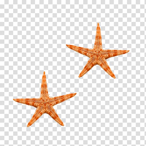 Starfish Sea , starfish transparent background PNG clipart