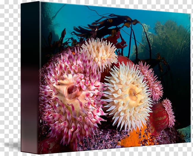 Coral reef Marine biology Sea anemone Invertebrate, anemone transparent background PNG clipart