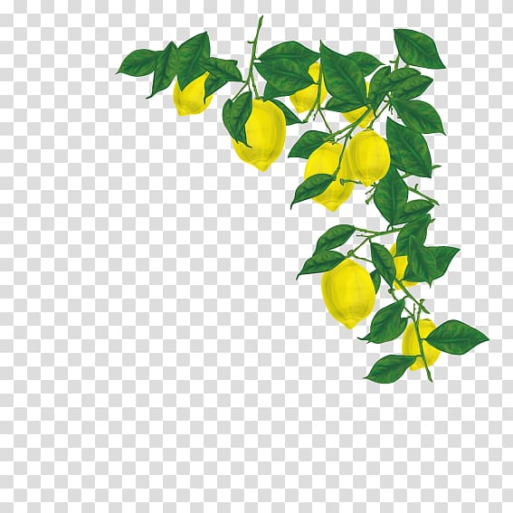 Juice Lemon , Fruit decorative edge transparent background PNG clipart