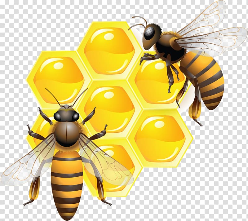 two bees on honey comb , Honey bee , honey transparent background PNG clipart