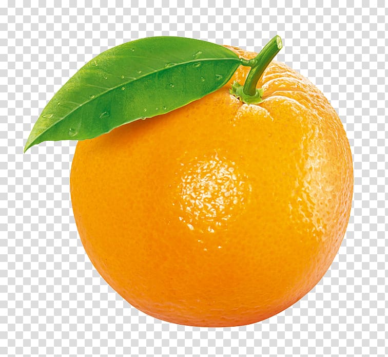 Citrus fruit, Tangerine Clementine Orange Fruit, Orange fruit transparent  background PNG clipart | HiClipart