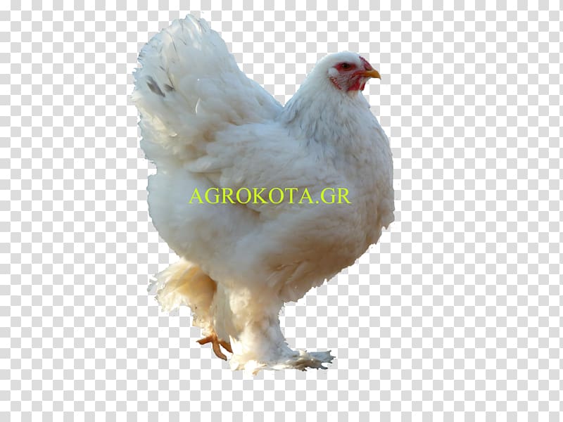 Rooster Australorp Poultry Chicken as food Breed, hen species transparent background PNG clipart