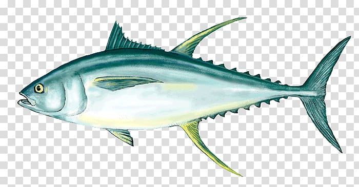 Yellowfin tuna Fishing Fish as food Poke, Ahi Tuna transparent background PNG clipart