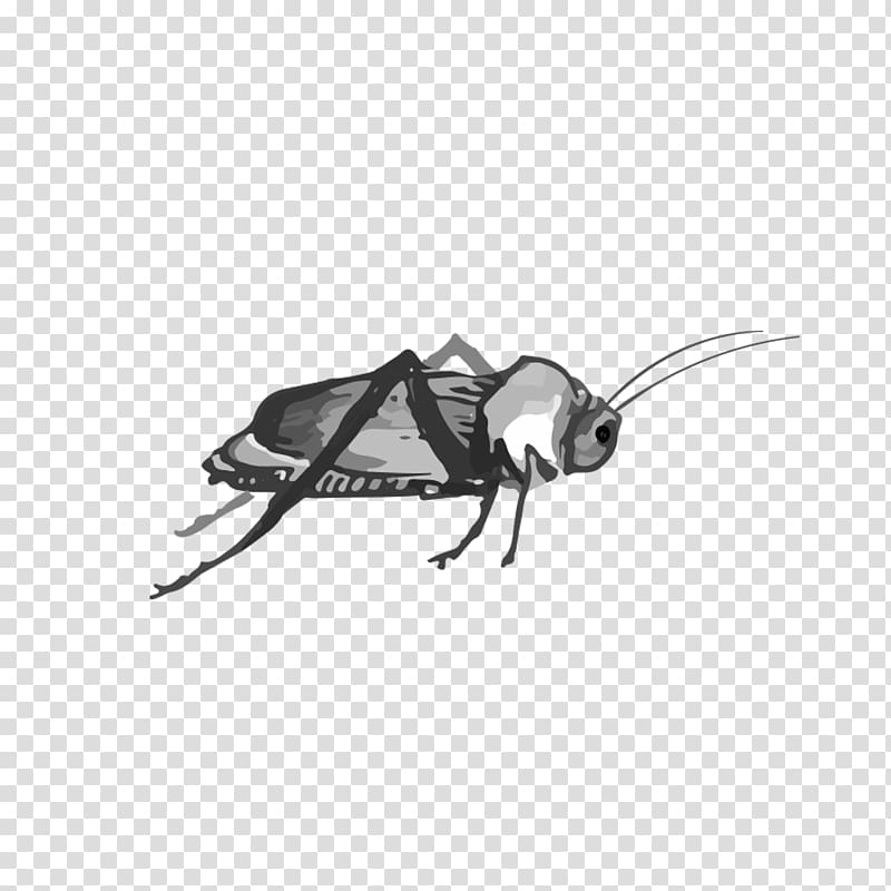 Cockroach Insect, Watermelon Grasshopper transparent background PNG clipart