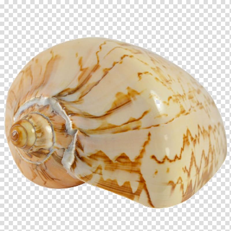 Seashell Conchology Sea snail Nautilida, seashell transparent background PNG clipart