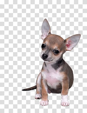 of gray and tan smooth Chihuahua puppy, Chihuahua Small transparent background PNG clipart