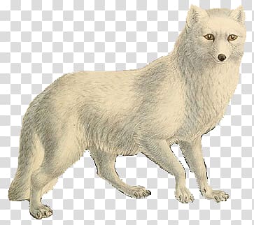 white fox art, Arctic fox transparent background PNG clipart
