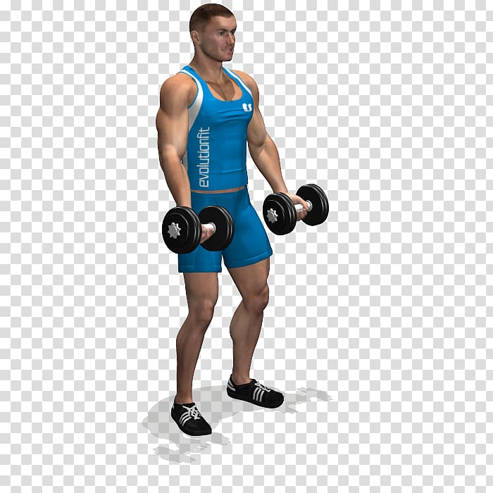 Weight training Exercise Deltoid muscle Front raise Squat, fly transparent background PNG clipart