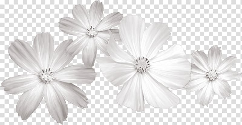 four white petaled flowers, White Flower , White flowers transparent background PNG clipart