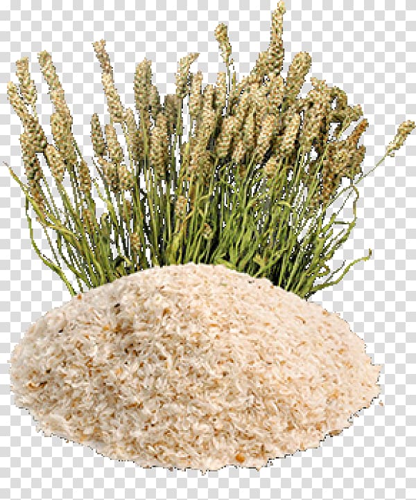 Plantago ovata Psyllium Husk Dietary fiber Seed, others transparent background PNG clipart