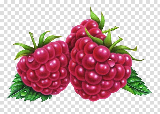 Raspberry Fruit Boysenberry Illustration, Hand-painted purple raspberries transparent background PNG clipart