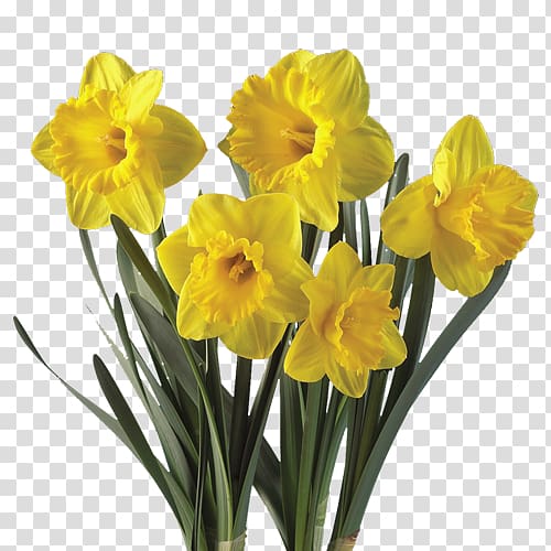 Daffodil Flower Plant Bulb Tulip, Narcissus transparent background PNG clipart