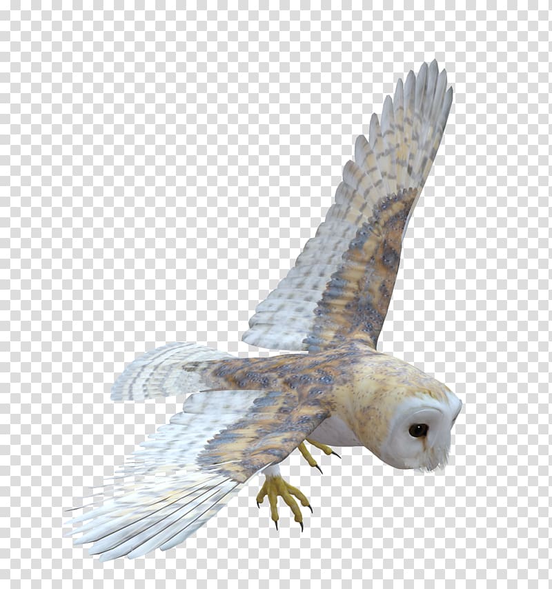 Owl Bird of prey Feather, owls transparent background PNG clipart