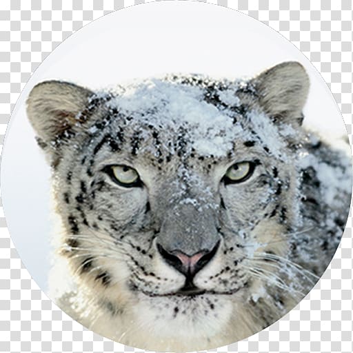 Mac OS X Snow Leopard macOS Mac OS X Leopard Mac OS X Lion, apple transparent background PNG clipart