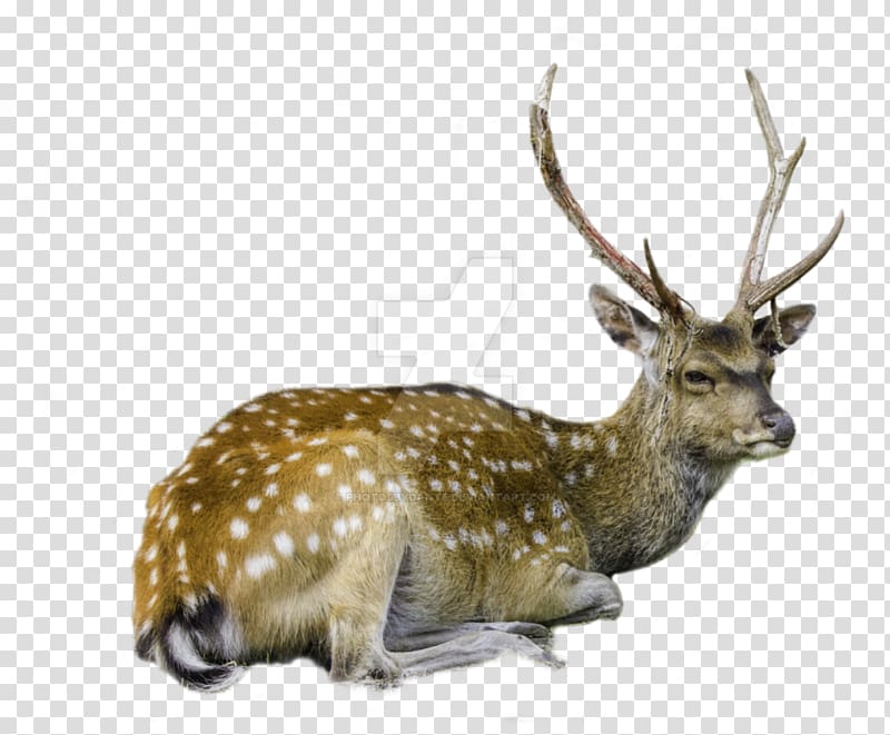 White-tailed deer Barasingha Reindeer, deer transparent background PNG clipart