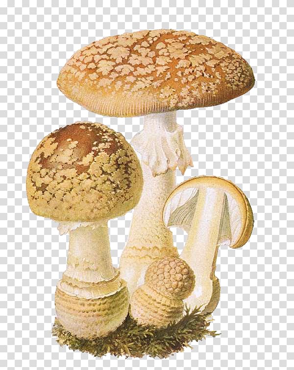 Amanita muscaria Shiitake Fungus Chanterelle Agaric, others transparent background PNG clipart