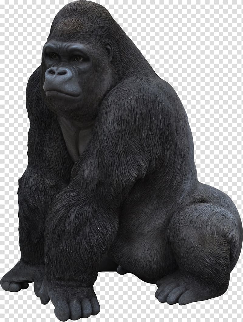 the strong black gorilla sitting transparent background PNG clipart