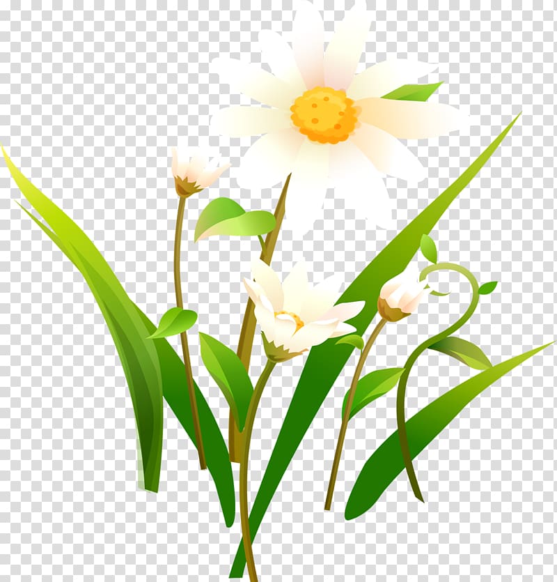 Flower of the Fields Matricaria , Camomile transparent background PNG clipart
