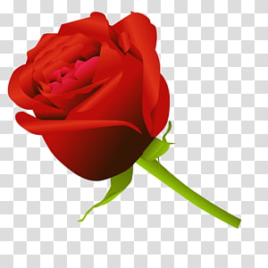 Rose transparent background PNG clipart thumbnail