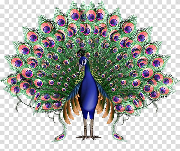 Pavo Bird Asiatic peafowl Animated film, pavo transparent background PNG clipart