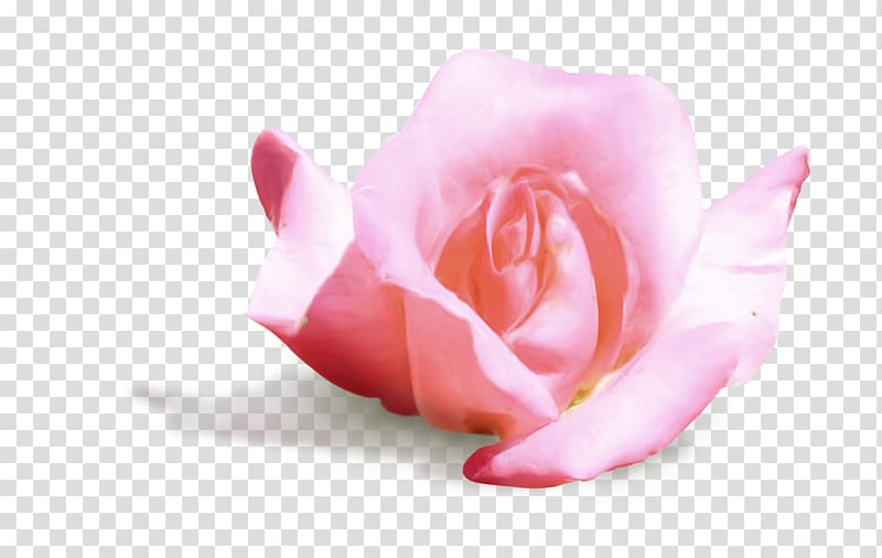 Garden roses Cabbage rose Petal Cut flowers Pink M, 3d pink transparent background PNG clipart