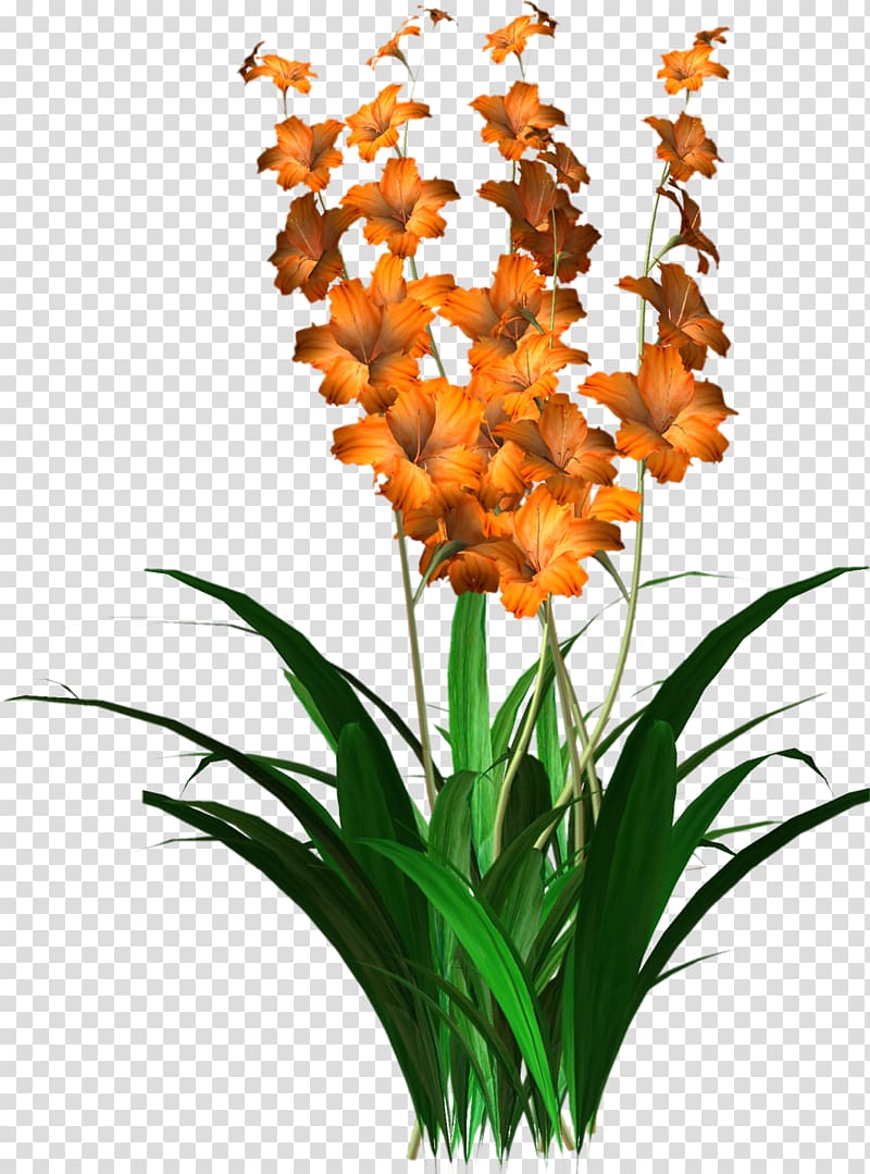 Flower, gladiolus transparent background PNG clipart