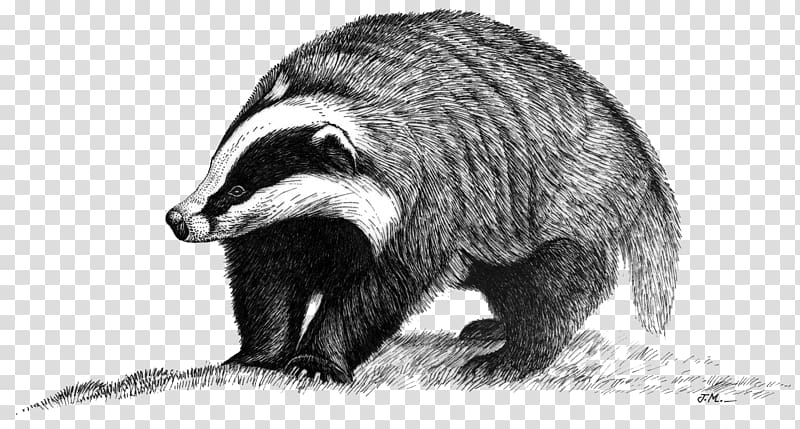 European badger Raccoon Animal Peguerinos, others transparent background PNG clipart
