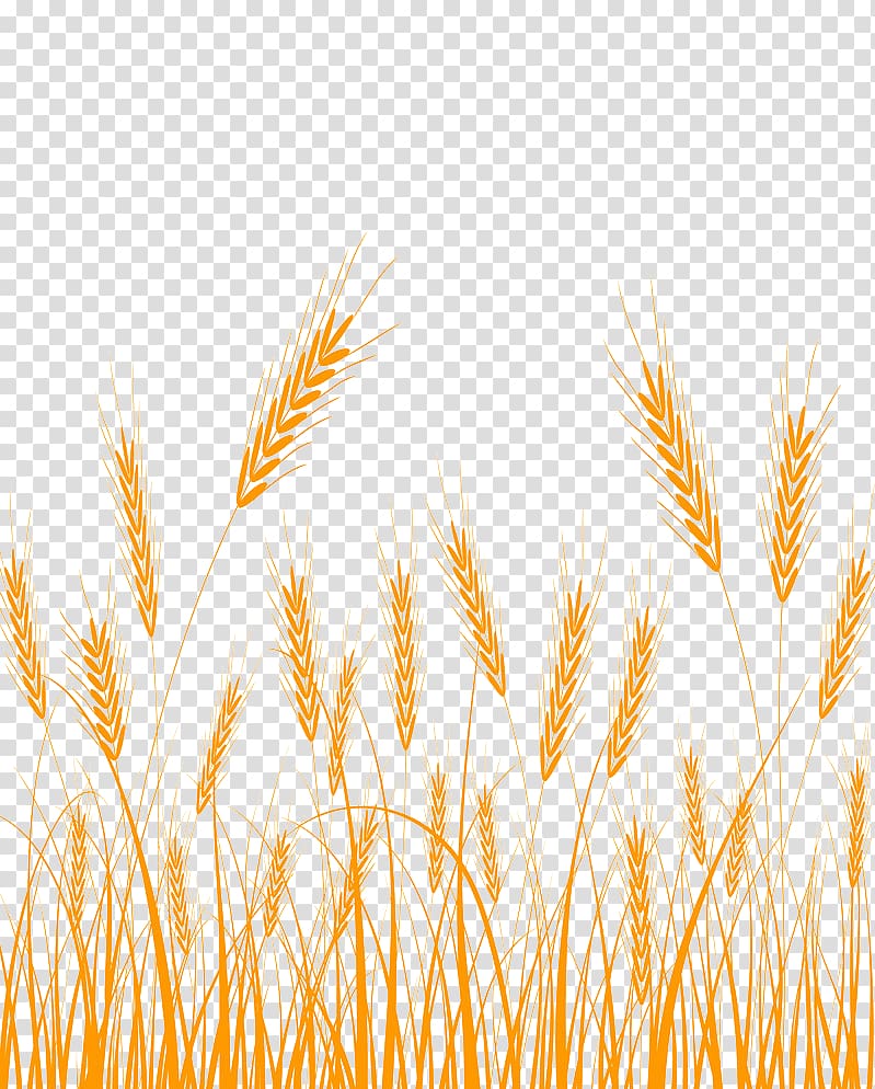 Emmer Cereal germ , barley transparent background PNG clipart
