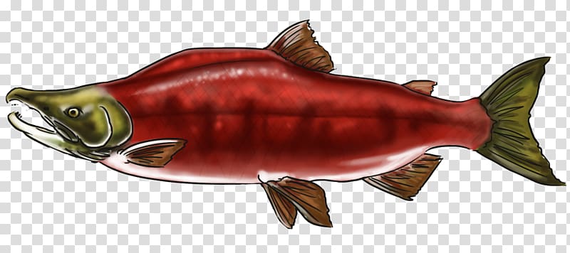 Coho salmon Fish products Oily fish 09777, fish transparent background PNG clipart