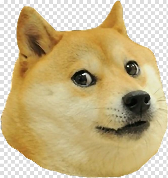 Extreme Survival Run Janusz Kliker Crazy Camping Messy Sibling Doge Swag Clicker Android Android Transparent Background Png Clipart Hiclipart - the doge swag squad roblox