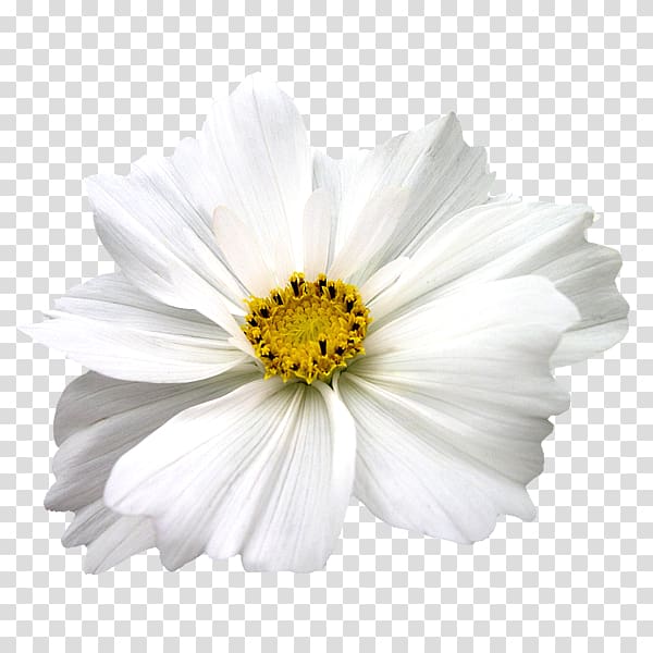Cut flowers Chrysanthemum Plant White, others transparent background PNG clipart