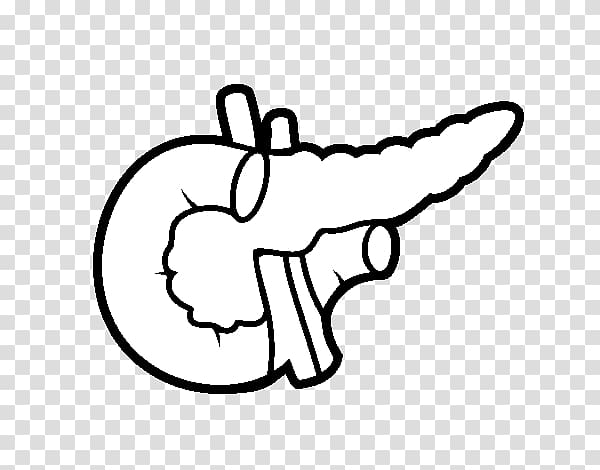 Pancreas Drawing Human body Coloring book Liver, Pancreas transparent background PNG clipart