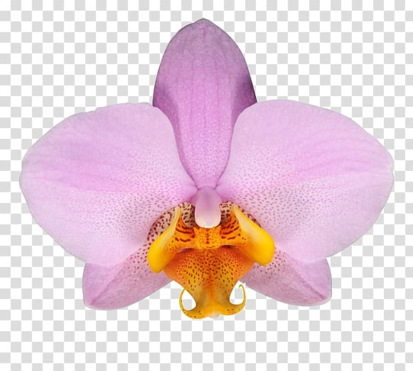 Moth orchids Cattleya orchids Flower Stolk Flora, flower transparent background PNG clipart