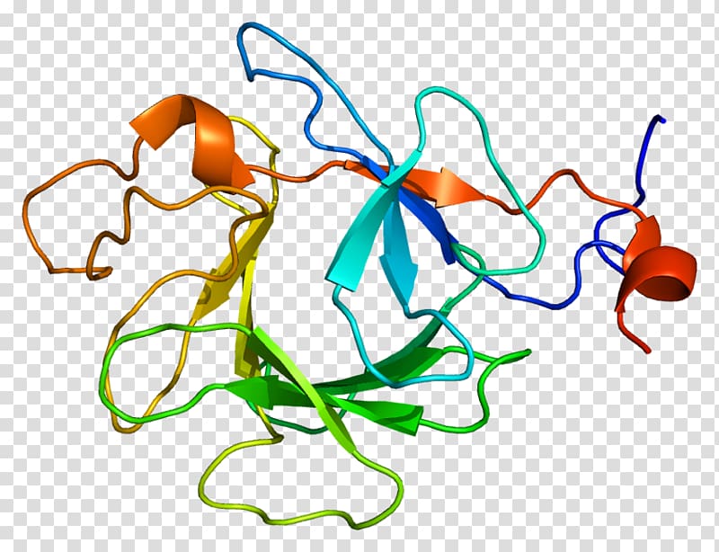 Fibroblast growth factor 23 Protein, others transparent background PNG clipart