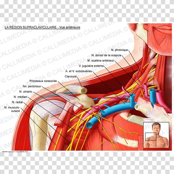 Supraclavicular fossa Supraclavicular lymph nodes Anatomy Subclavian artery Supraclavicular nerves, Anatomy Of skin transparent background PNG clipart