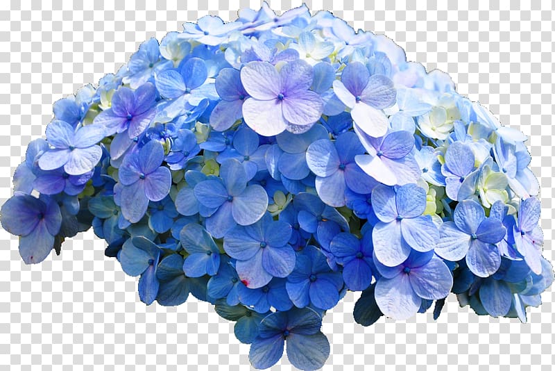 French hydrangea Flower Blue rose, blue flower transparent background PNG clipart