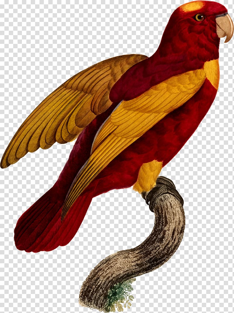 Macaw Parrot Bird Beak, parrot illustration transparent background PNG clipart