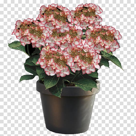 French hydrangea Hydrangea arborescens Plant Cut flowers, hydrangea transparent background PNG clipart