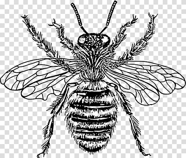 European dark bee Drawing Queen bee , bee transparent background PNG clipart