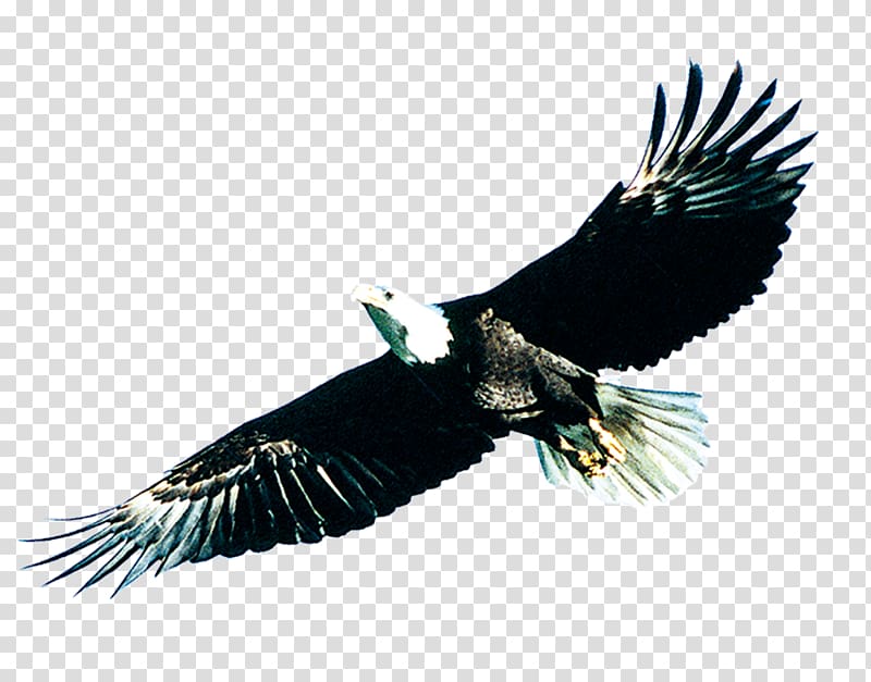 Bird Poster, Soaring eagle transparent background PNG clipart