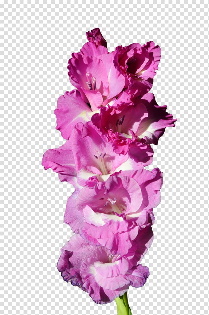 Gladiolus italicus Cut flowers Plant Purple, gladiolus transparent background PNG clipart