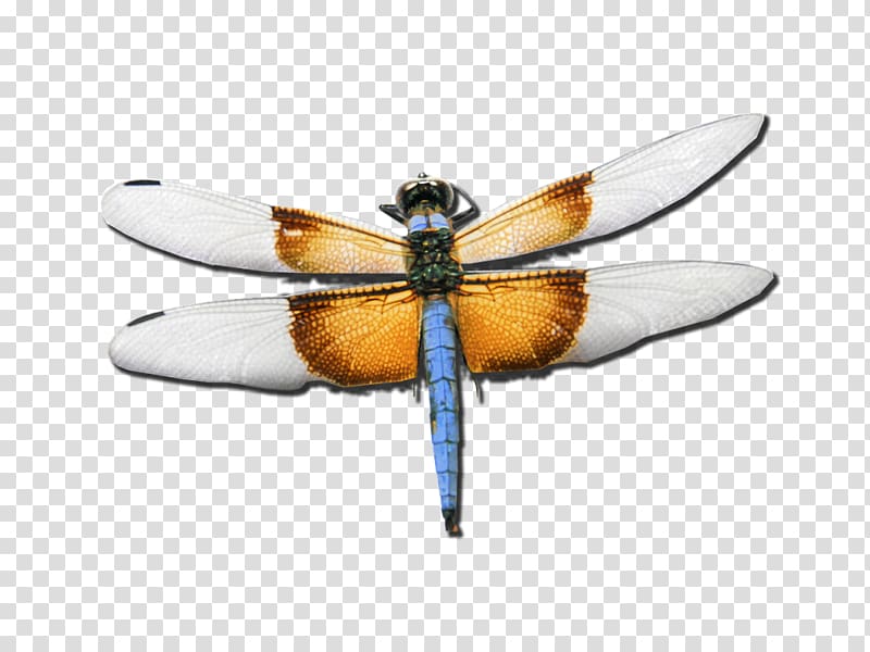 Employee assistance program Insect Dragonfly Psychotherapist, insect transparent background PNG clipart