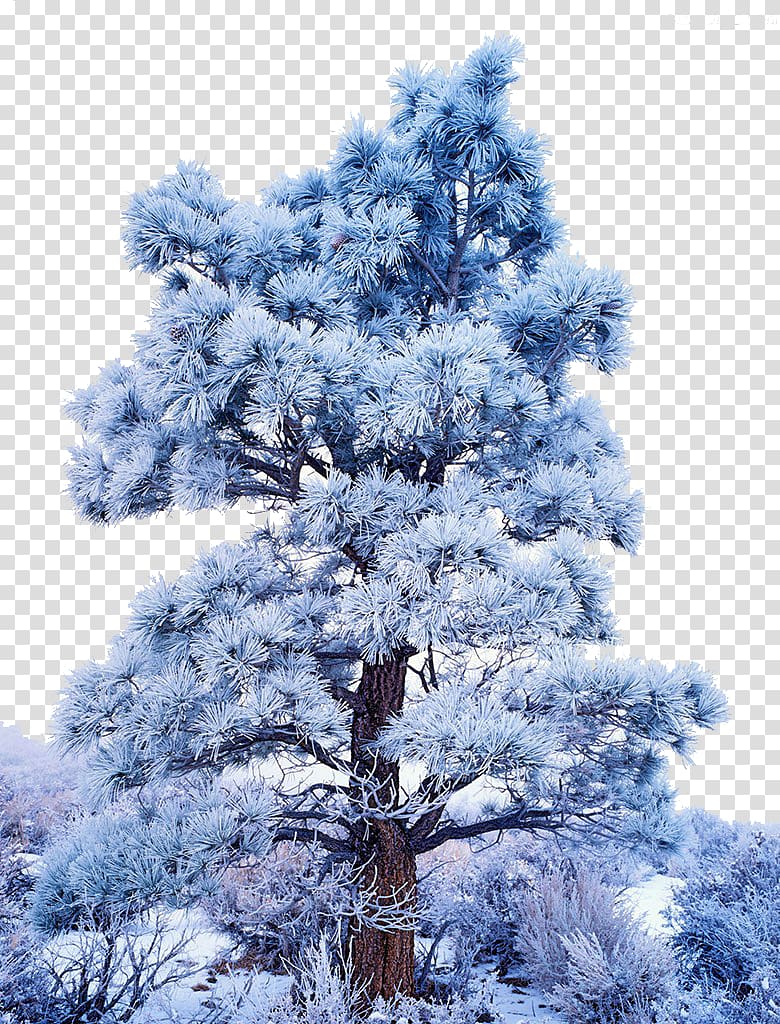snow tree transparent background PNG clipart