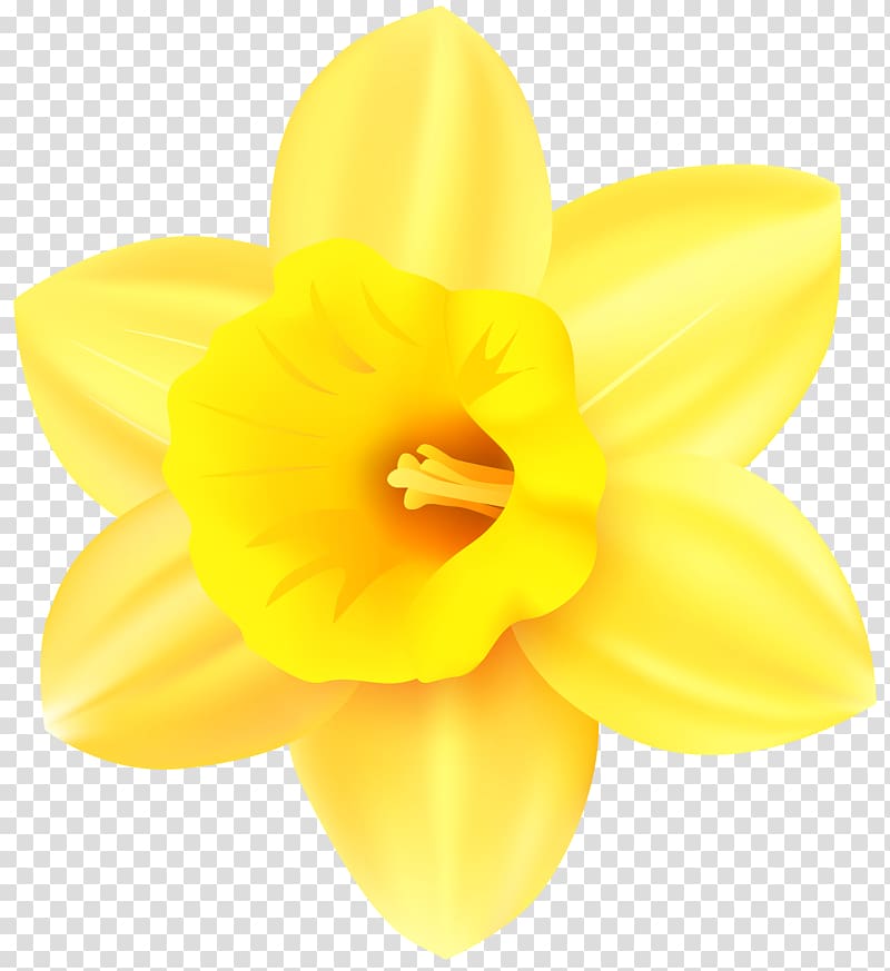 yellow daffodil flower art, Narcissus Yellow Petal, Daffodil transparent background PNG clipart