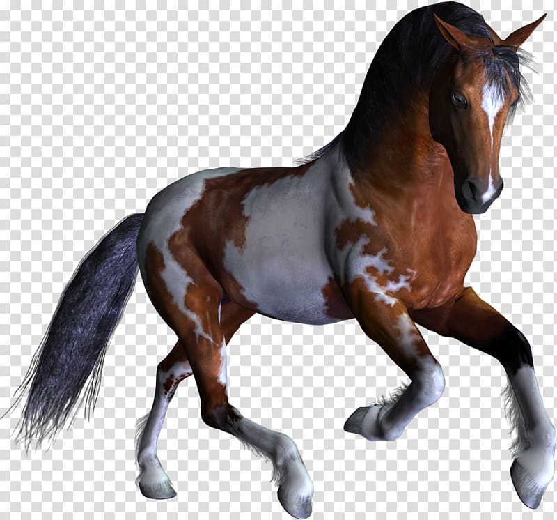 Horse Mathematics Number Subtraction 3D computer graphics, horse transparent background PNG clipart