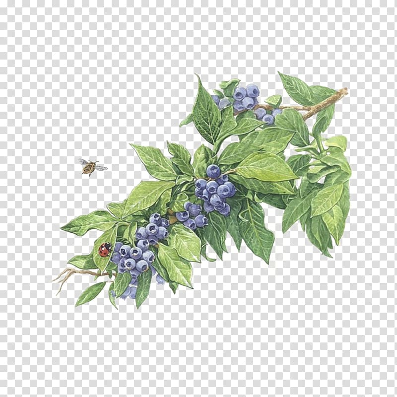 Free Blueberry color of lead paint to pull material transparent background PNG clipart