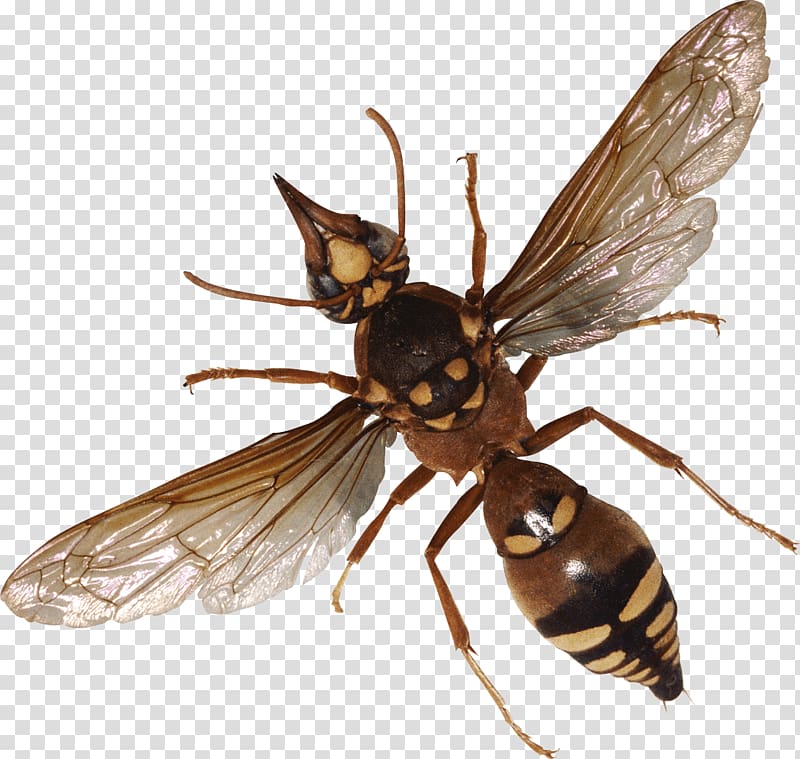 Insect , Bug transparent background PNG clipart