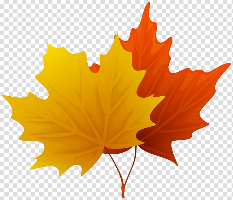two yellow and red maple leaves, Leaf , Fall Maple Leaves Decorative transparent background PNG clipart